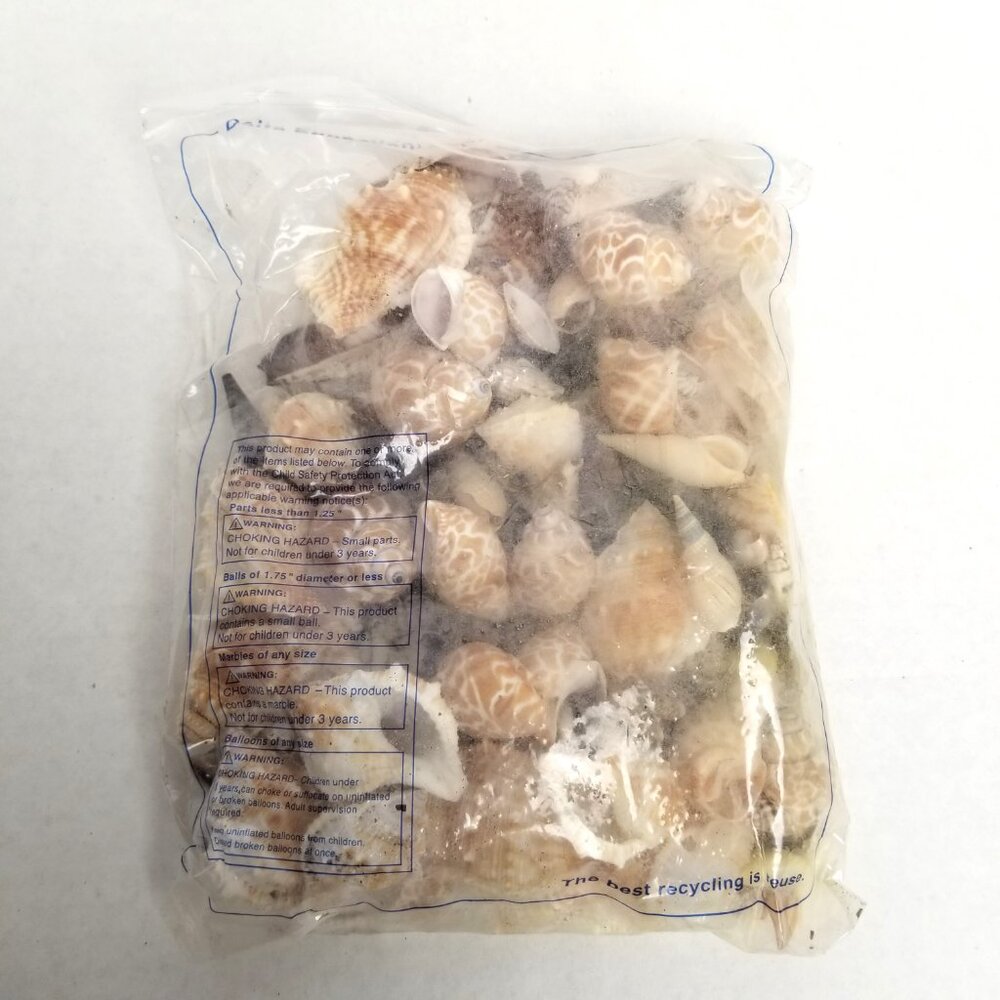 Delta Education Seashell Collection 200 Assorted Shells Science Classroom Ocean